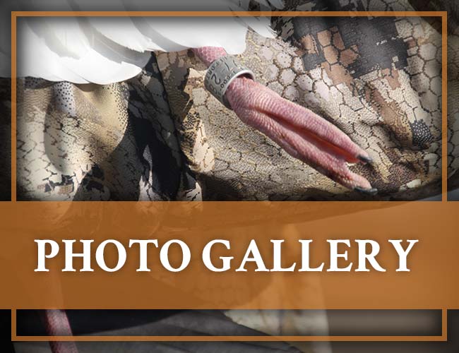 Banded Gandr Outfitters Photo Galleries
