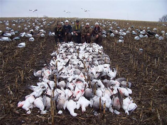 Missouri Spring Snow Goose Guide Mo Snow Goose Hunts